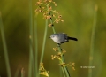Animals-in-the-Wild;Blue-gray-Gnatcatcher;Blue-grey-Gnatcatcher;Florida;Gnatcatc